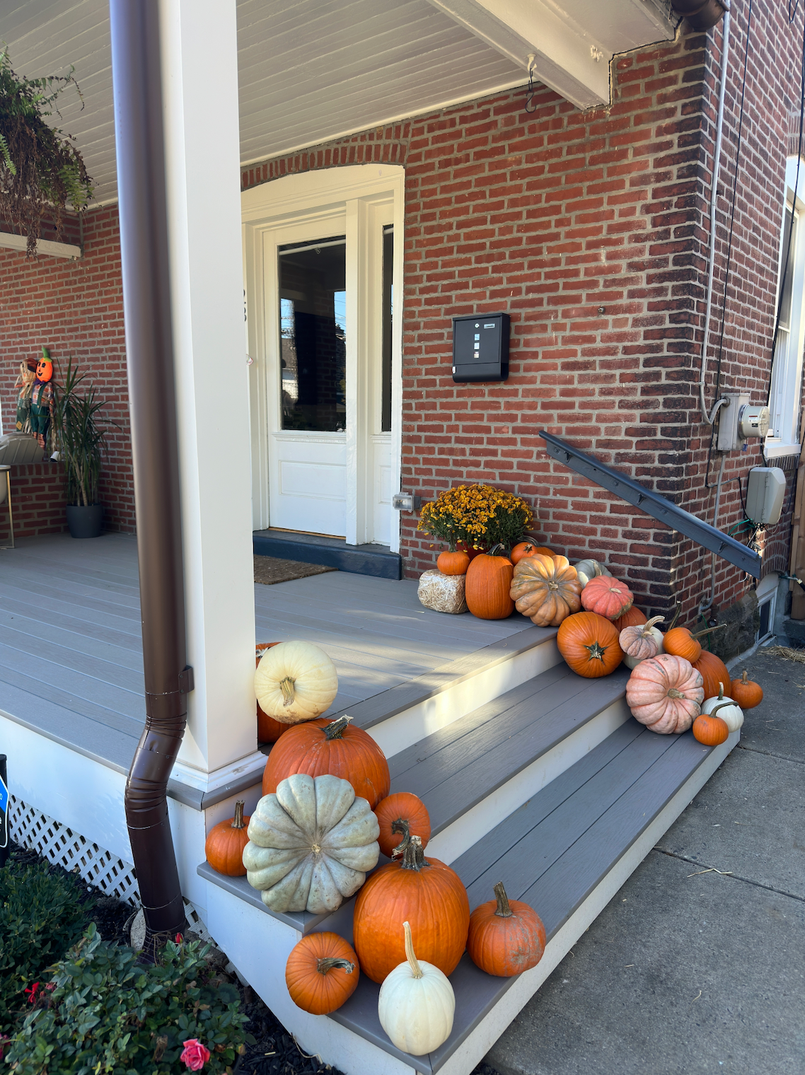 Essentials (25+ pumpkins)