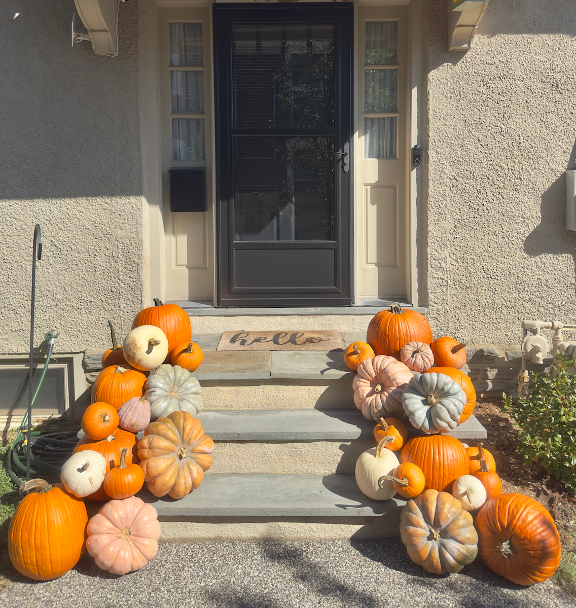 Essentials (25+ pumpkins)