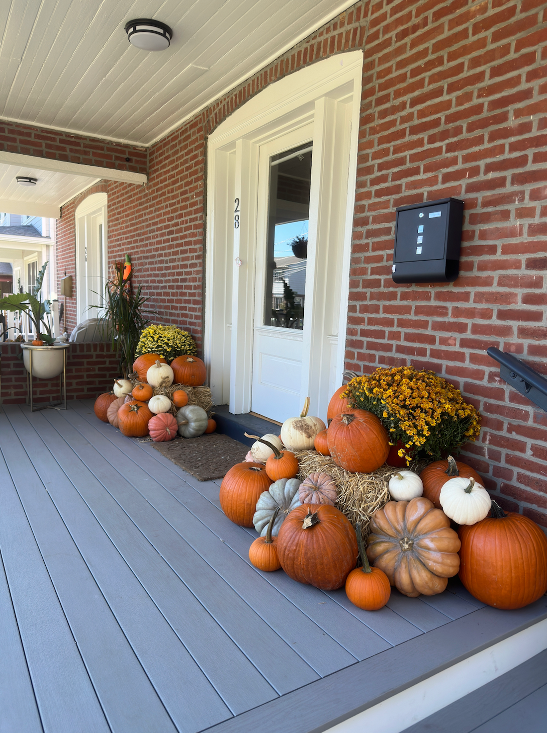 Classic (40+ pumpkins)