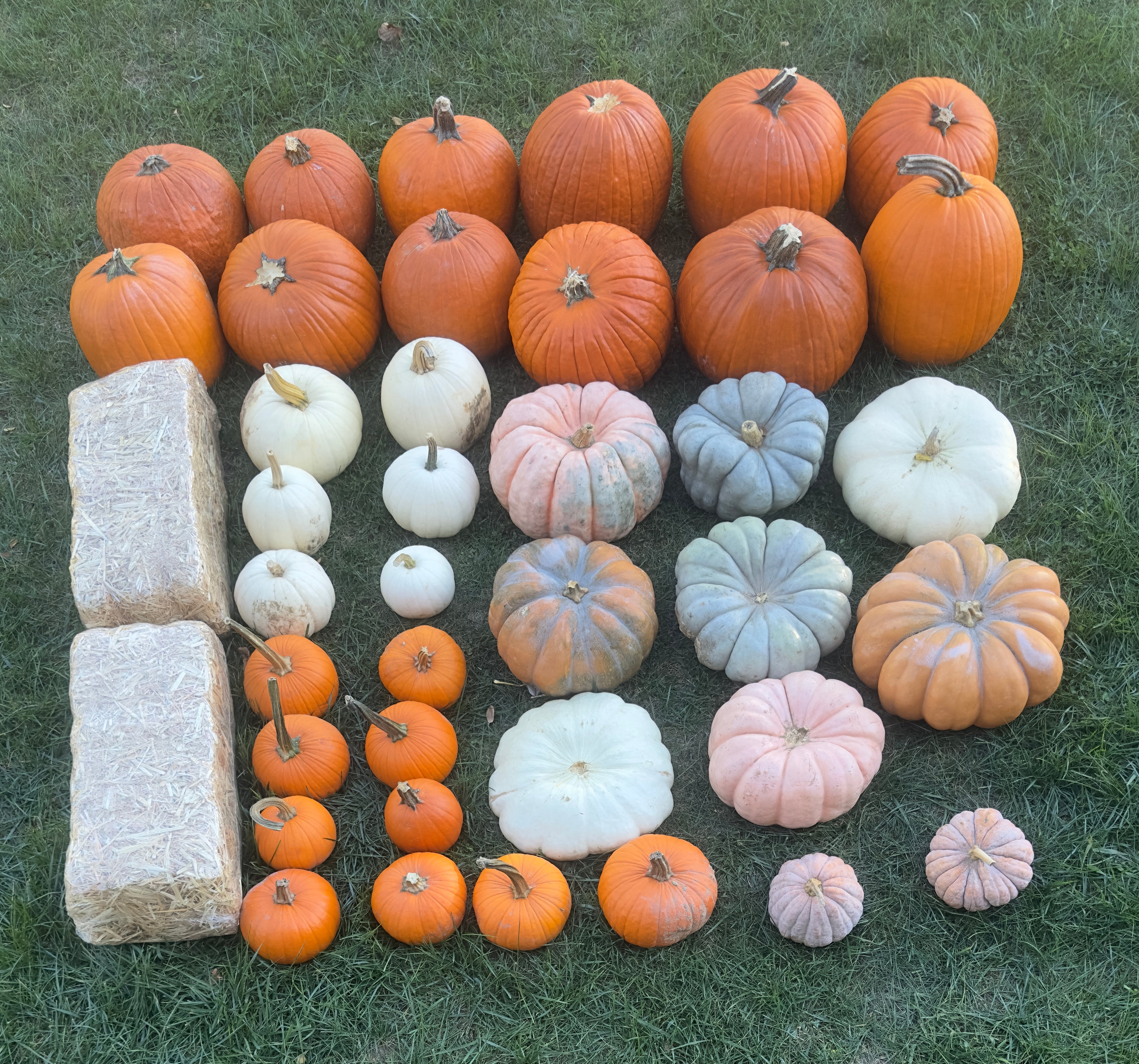 Classic (40+ pumpkins)