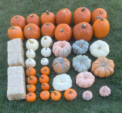 Classic (40+ pumpkins)