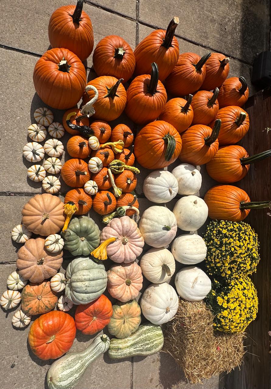 Deluxe (50+ pumpkins)