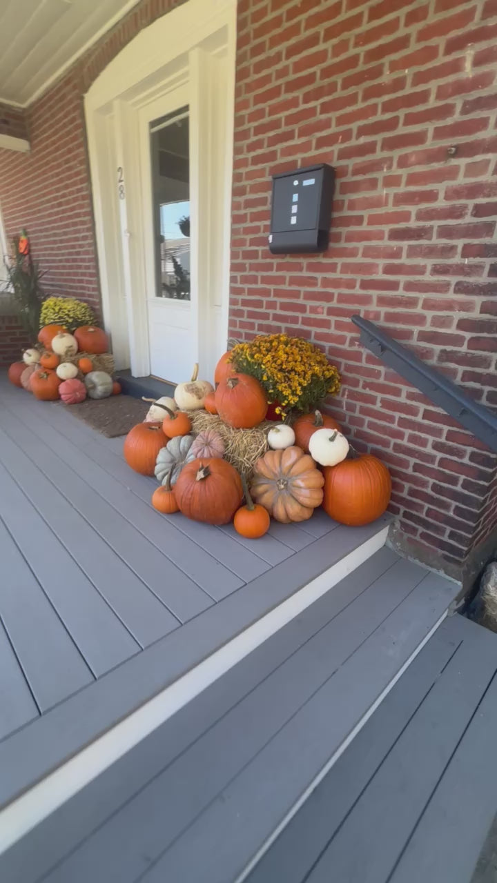 Classic (40+ pumpkins)