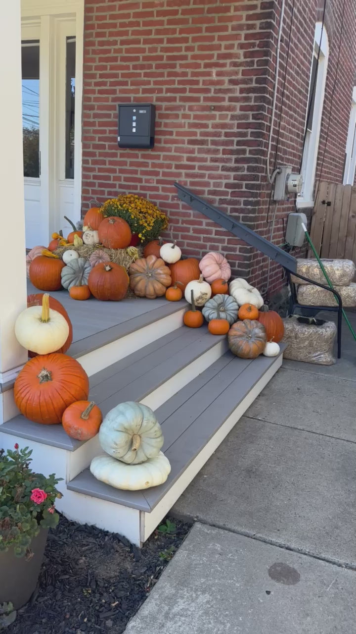 Deluxe (50+ pumpkins)